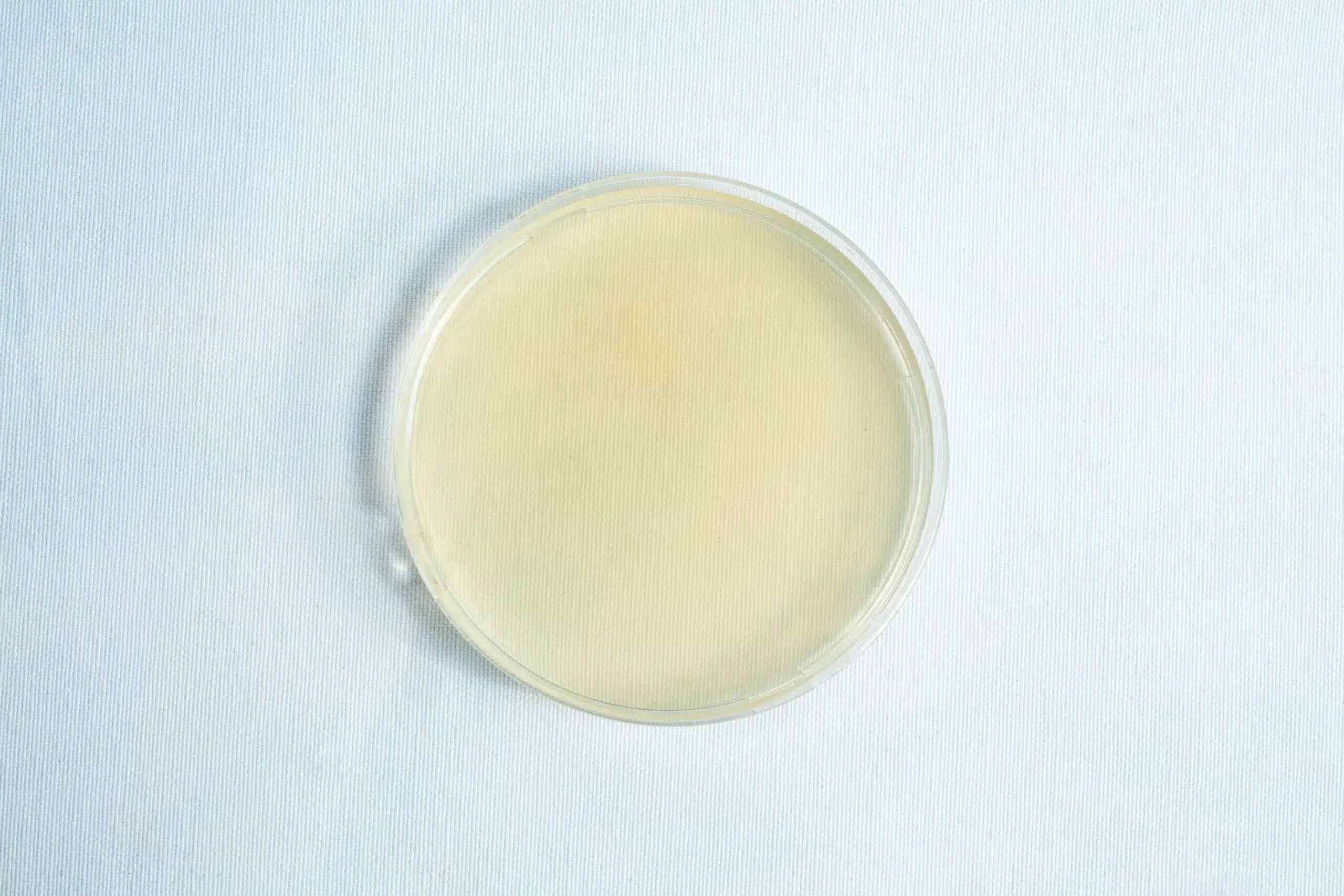 The Pre-poured MEA plates petri dish 90 mm features a clear petri dish filled with pale yellow MEA agar medium, shown on a light background.