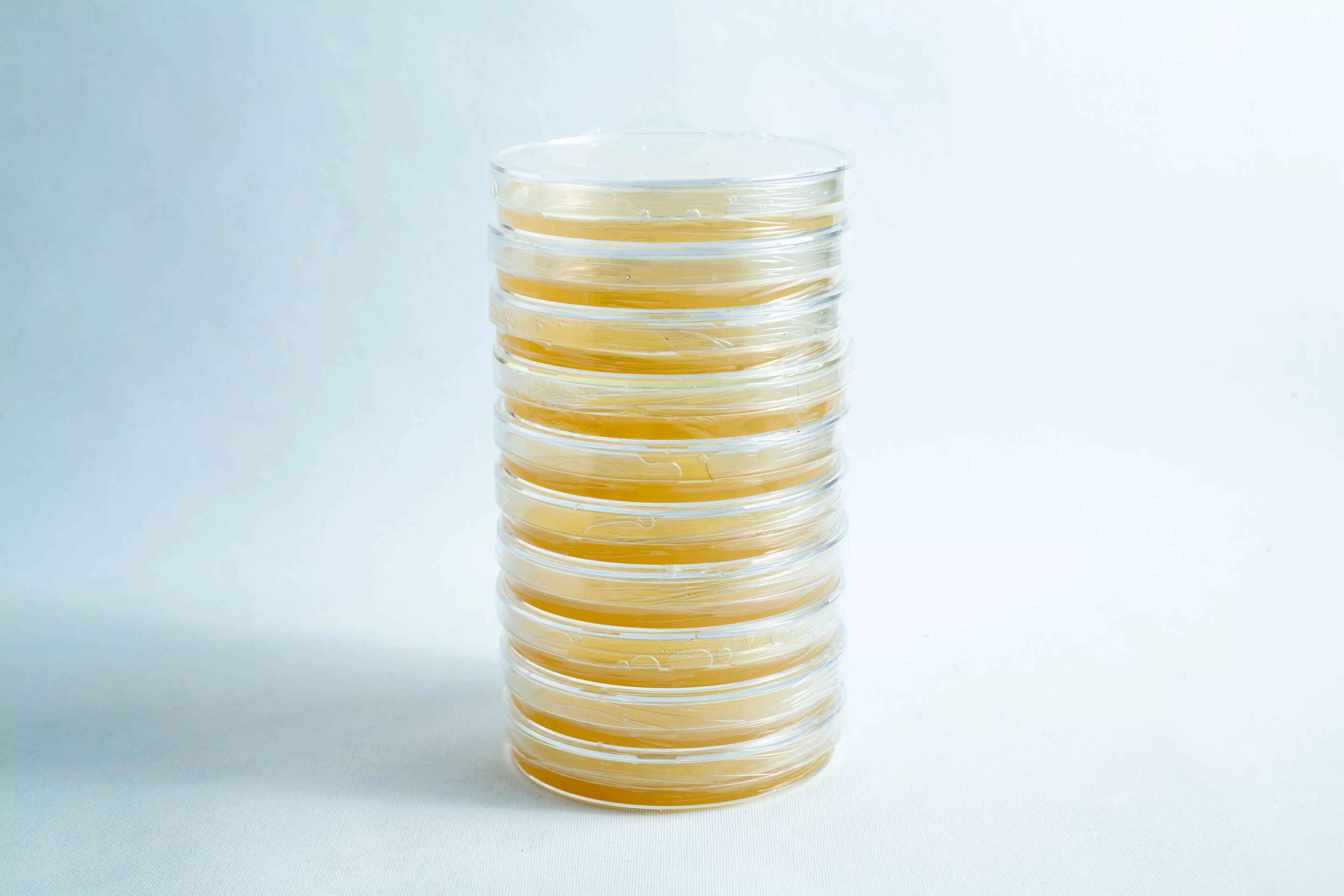 A stack of eight sealed pre-poured MEA plates Petri dish 90 mm, filled with yellowish agar, displayed on a white background.