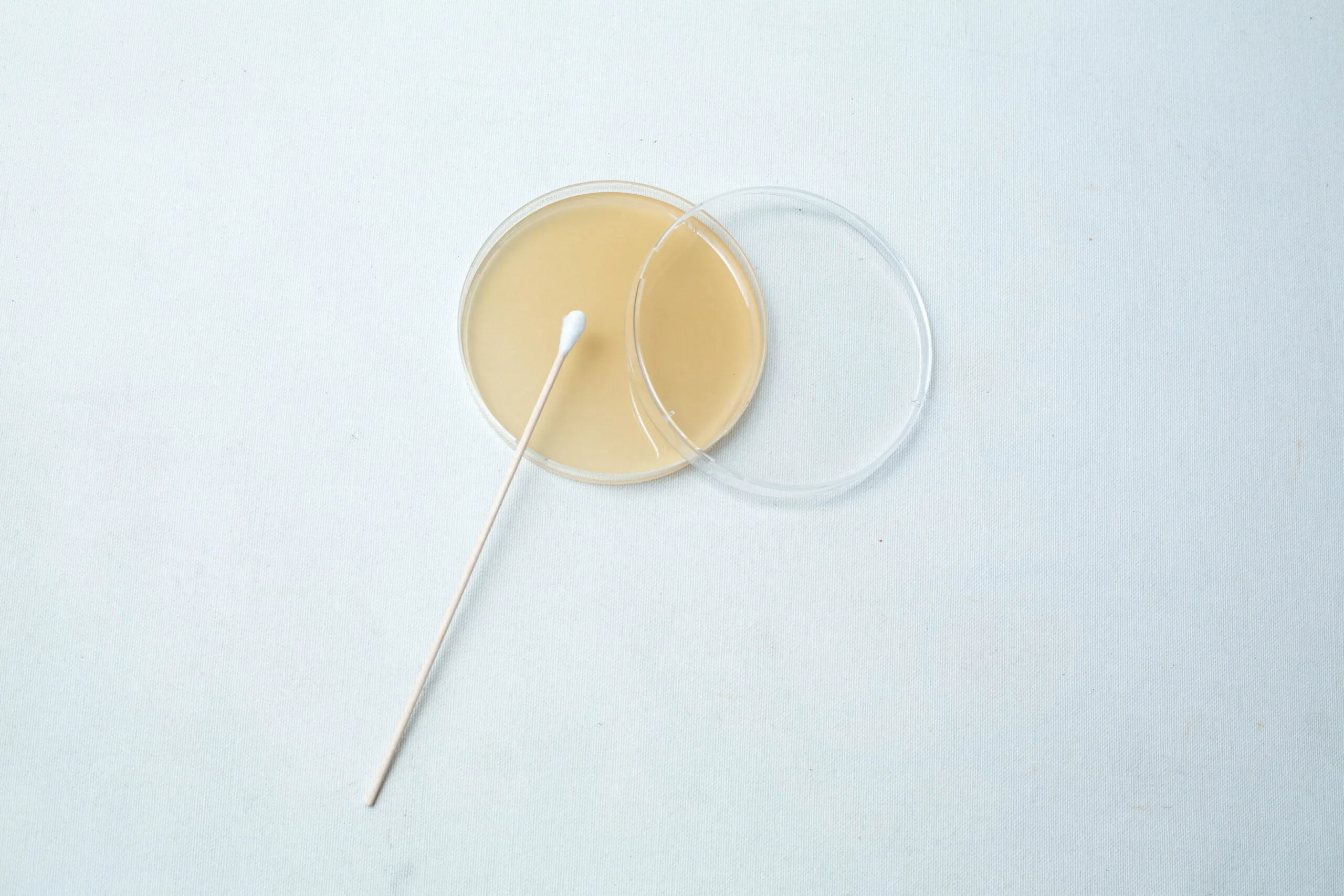 The Agar Petri Dish MEA School Science Fun Project Kit includes a cotton bud resting on an open dish with beige agar, perfect for educational experiments on a white surface.