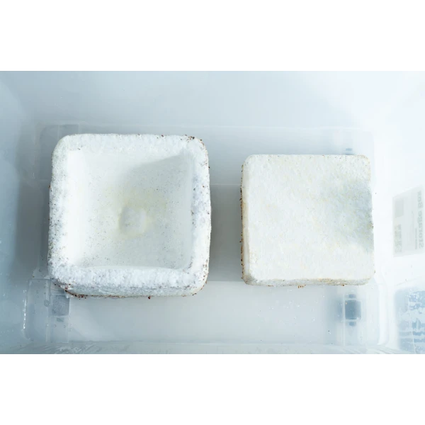 Two Mycelium Mould Growth Form - Plant pot Heavy Duty (Reusable) blocks, covered in white mould, display distinct mycelium growth as they sit inside a clear plastic container.
