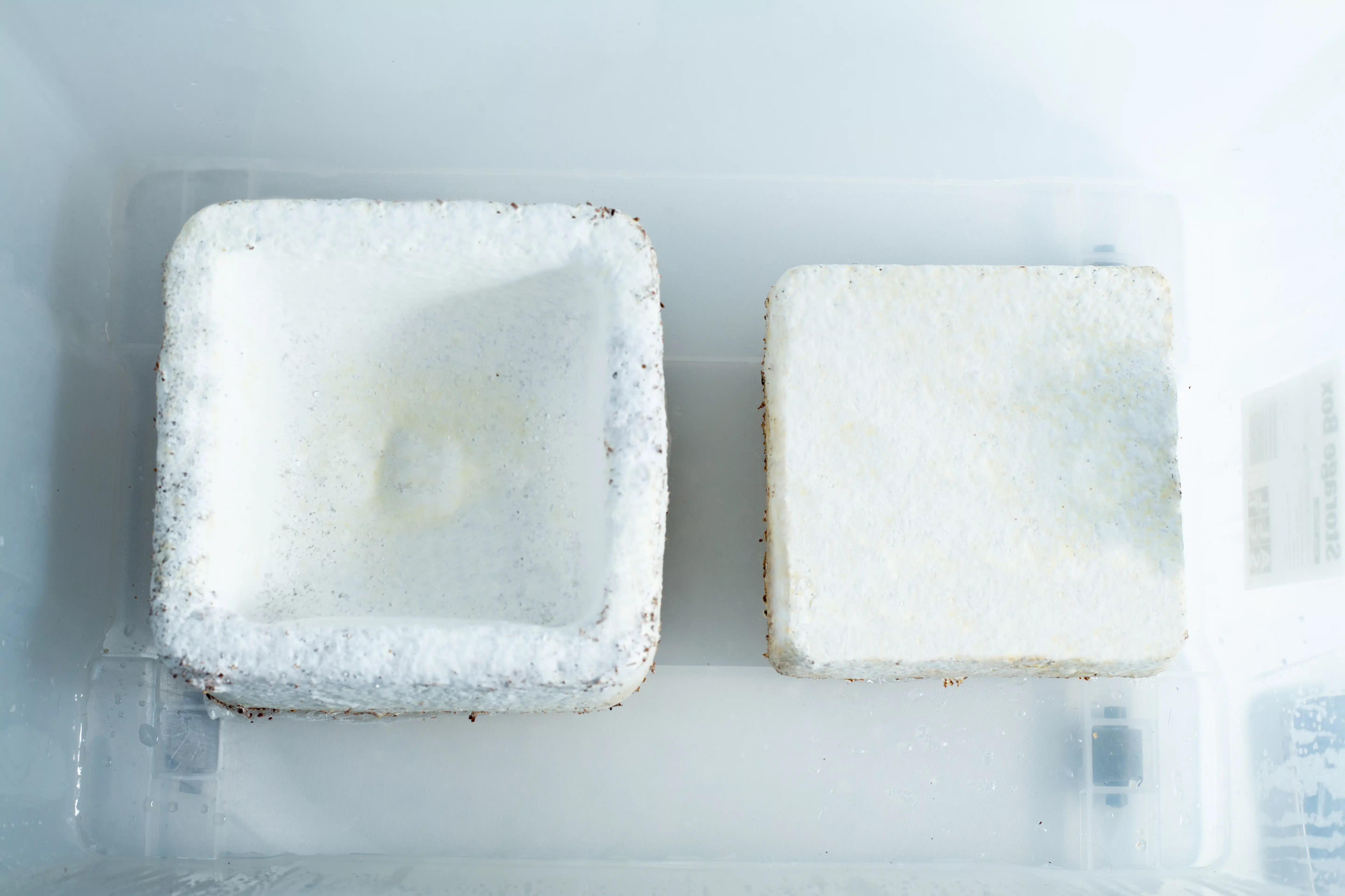 Two Mycelium Mould Growth Form - Plant pot Heavy Duty (Reusable) blocks, covered in white mould, display distinct mycelium growth as they sit inside a clear plastic container.