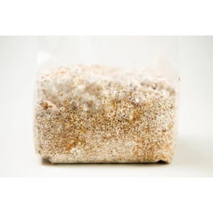 Grain Spawn 1 Kg fully colonized zoom view