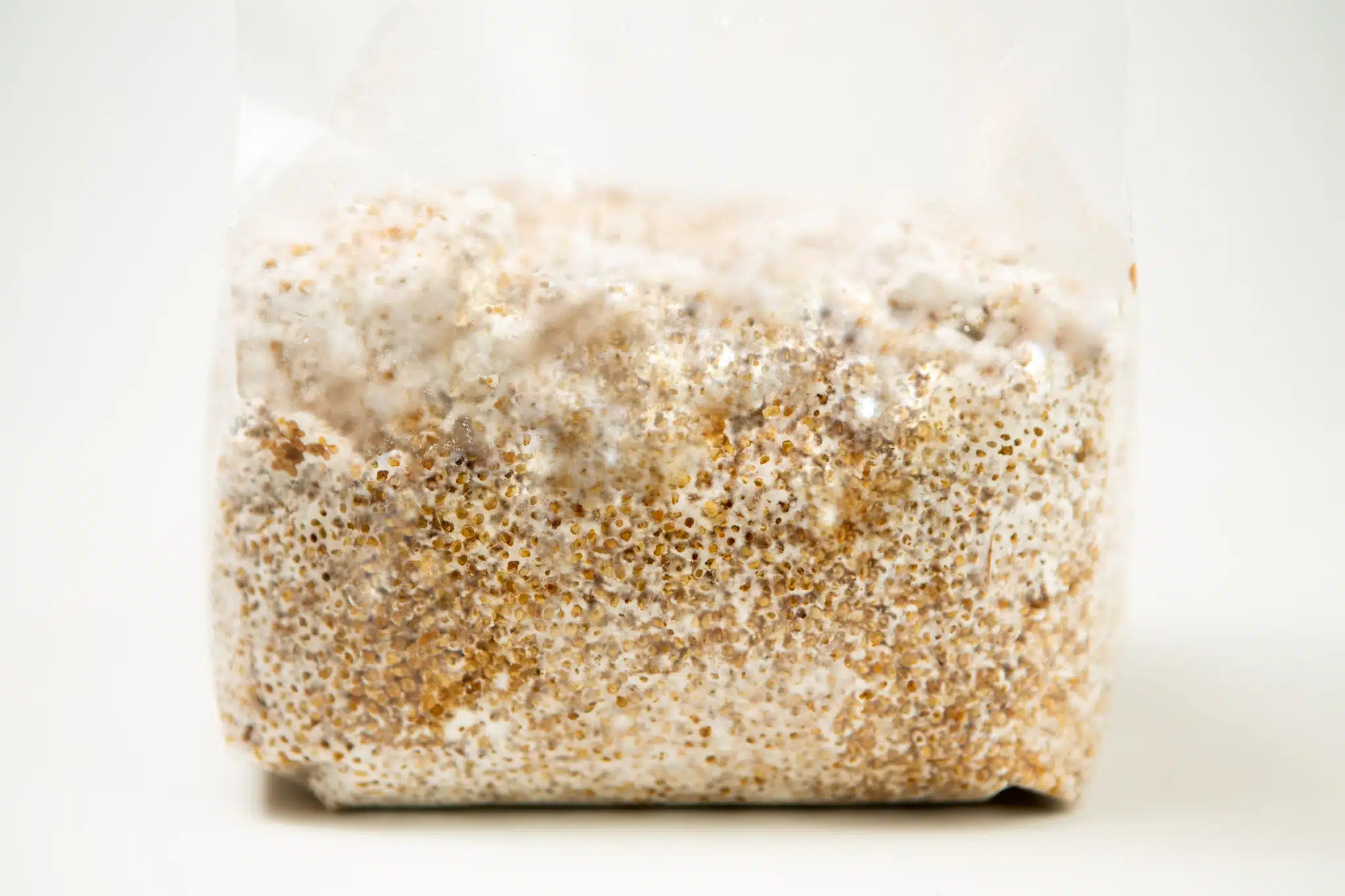 A plastic bag filled with grain colonised by white mushroom mycelium against a white background.