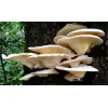 Pleurotus-sajor-caju