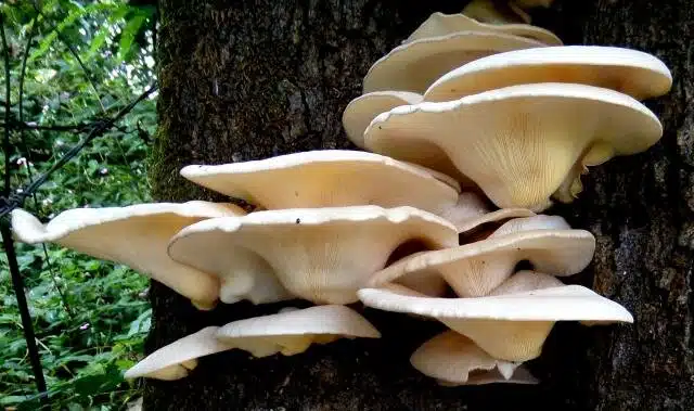 Cluster of oyster mushrooms growing on the side of a tree trunk in a forest setting.