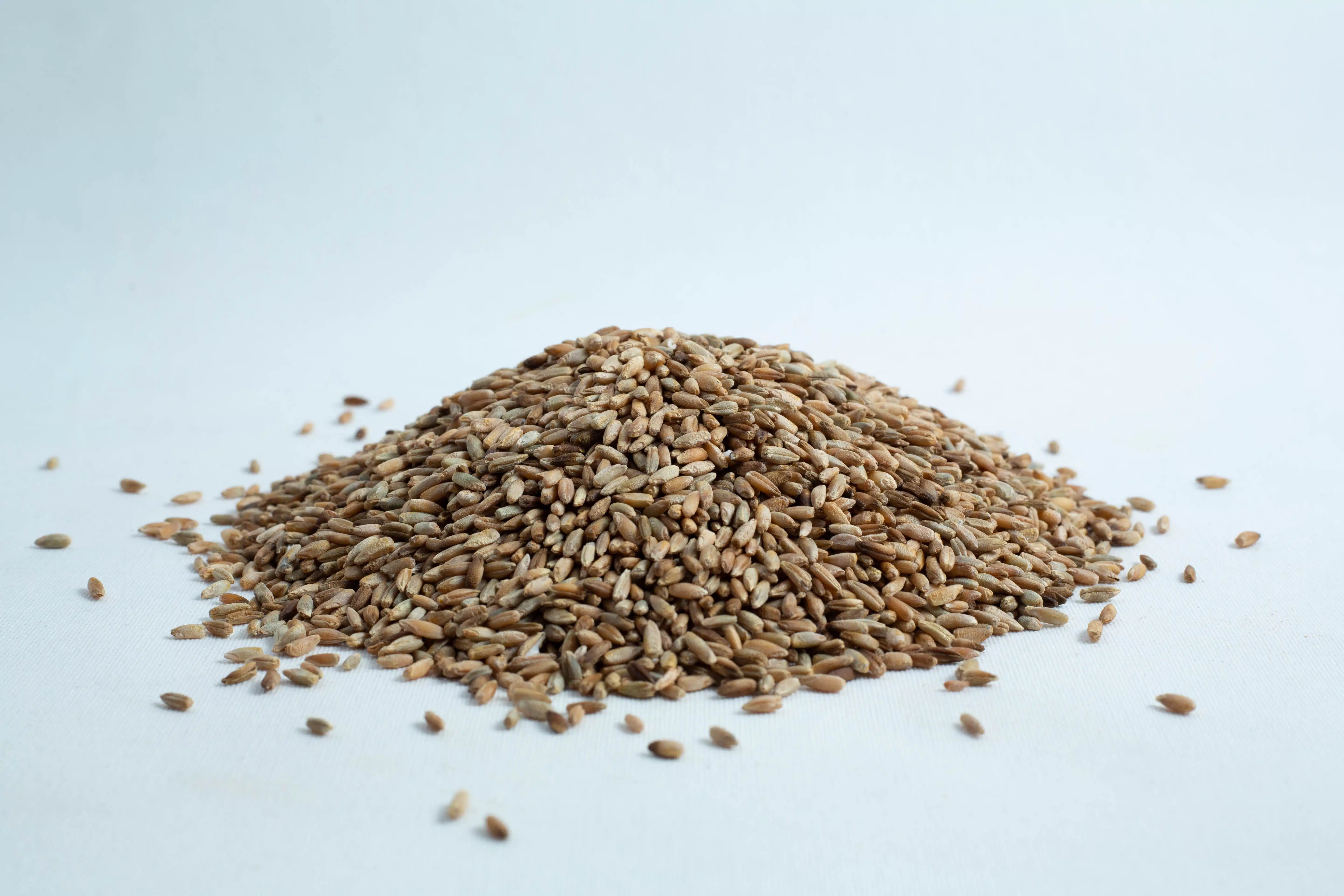 A pile of wheat grains spread on a white surface, isolated against a white background.