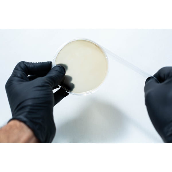 Sealing petri dish with parafilm