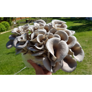 Photo Showing Tan Oyster Mushroom Growing