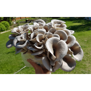 Photo Showing Tan Oyster Mushroom Growing