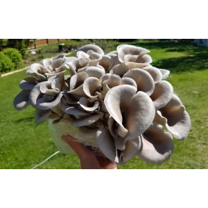 A hand holding a cluster of grey oyster mushrooms outdoors on a sunny day.