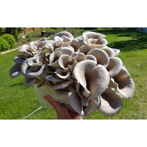 Photo Showing Tan Oyster Mushroom Growing