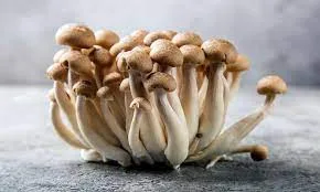 A cluster of brown shimeji mushrooms on a grey surface with a blurred background.