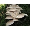 Photo Showing Warm White Oyster Fruiting