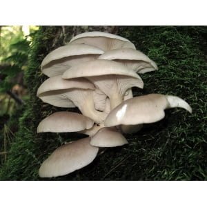Photo Showing Warm White Oyster Fruiting