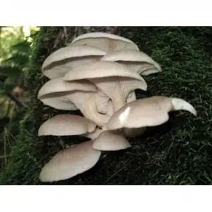 A cluster of pale oyster mushrooms growing on mossy tree bark in a forest setting.