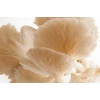 Photo Showing Phoenix Oyster Mushroom Growing