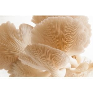 Photo Showing Phoenix Oyster Mushroom Growing