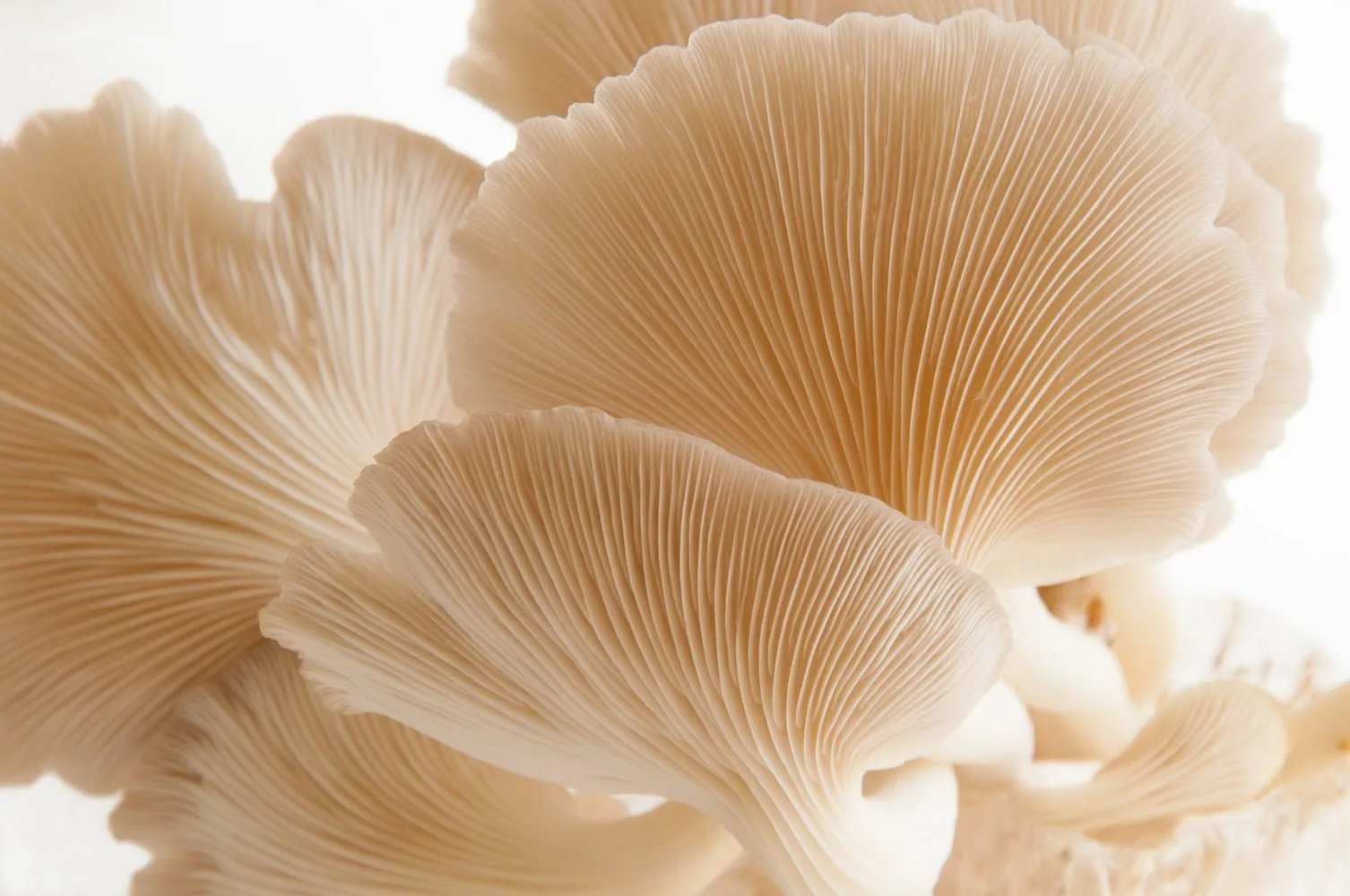 Close-up of light beige oyster mushrooms showing delicate, fan-shaped gills and smooth, curved edges.