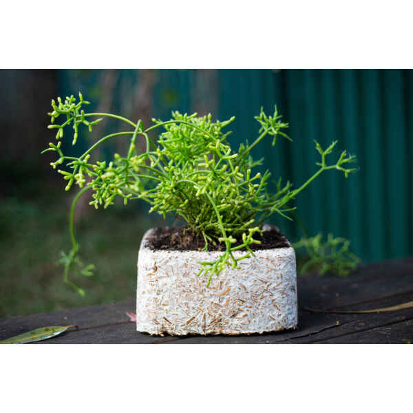 plant-pot-outside-with-plant_1800x1200