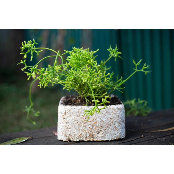 A green succulent sits in a white, textured planter on a dark wooden surface outdoors, featuring the Mycelium Mould Growth Form - Plant pot Heavy Duty (Reusable).