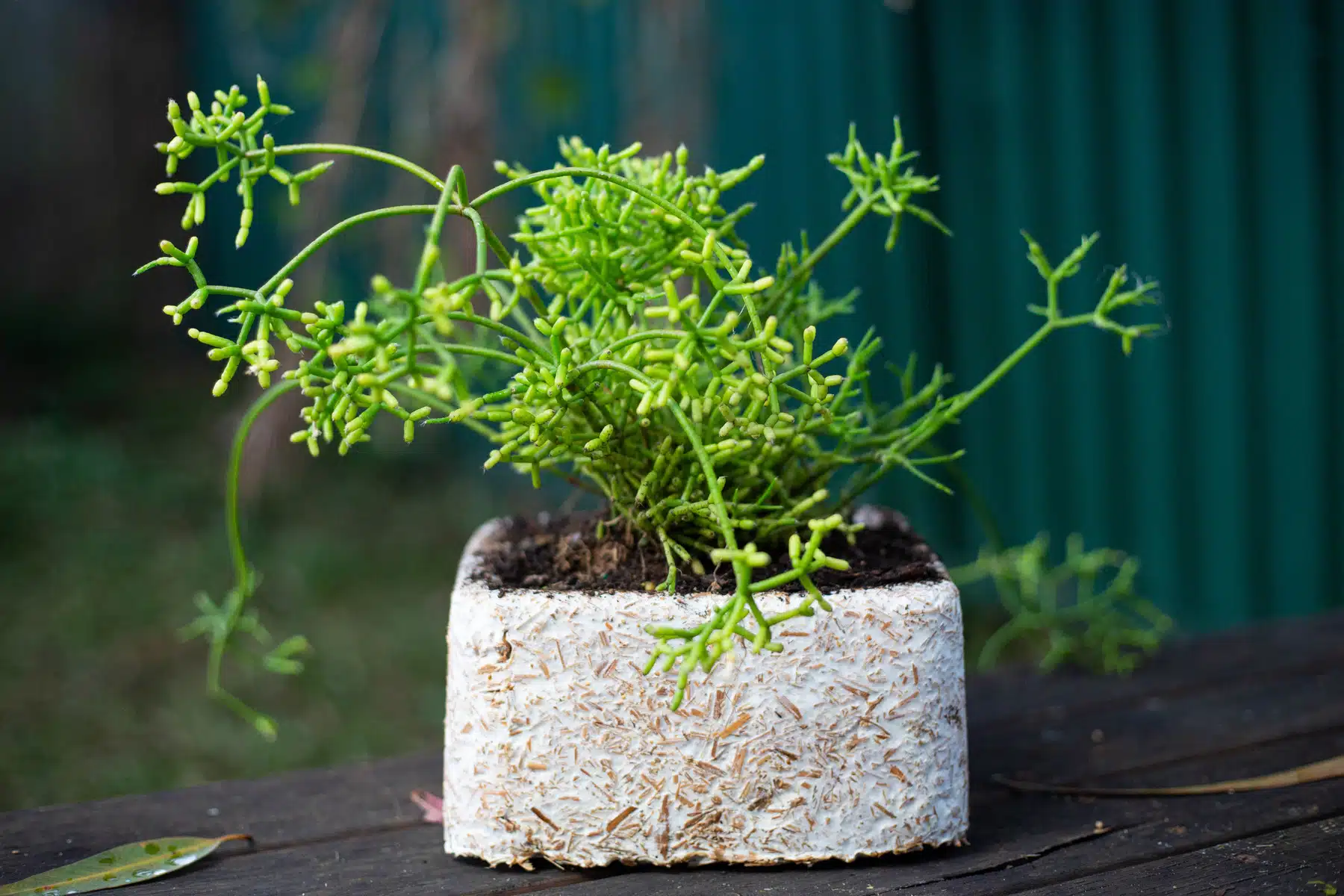 A green succulent sits in a white, textured planter on a dark wooden surface outdoors, featuring the Mycelium Mould Growth Form - Plant pot Heavy Duty (Reusable).