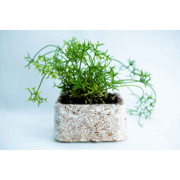 plant-pot-with-plant_1800x1200