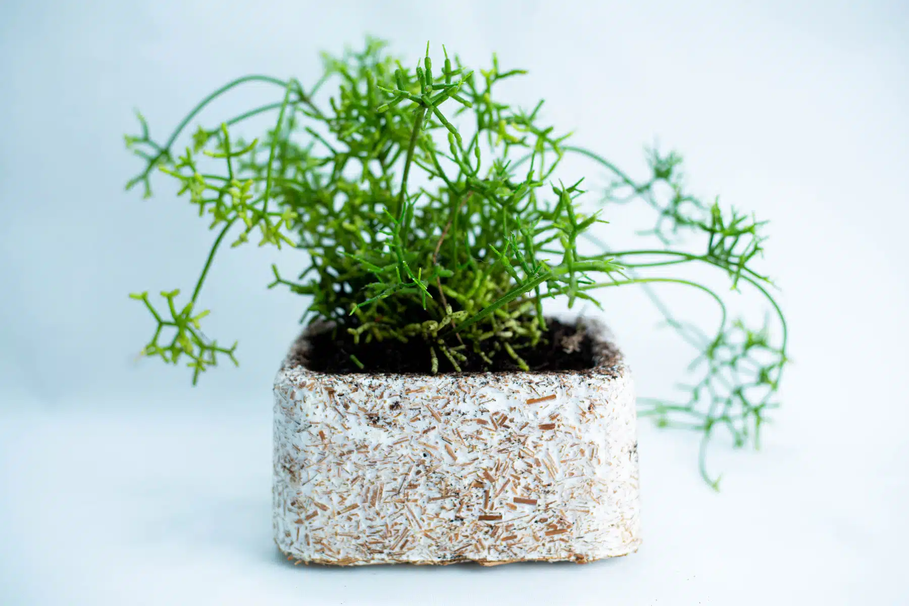 Mycelium Mould Growth Form - Plant Pot Heavy Duty (Reusable): Green plant in a rectangular, white, textured pot with subtle mould-inspired design shown against a plain light background.