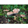 wine cap mushroom stock