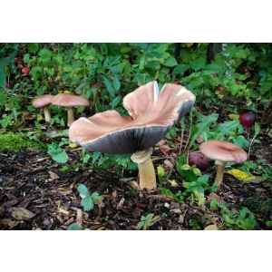 wine cap mushroom stock