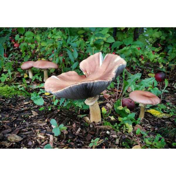 wine cap mushroom stock