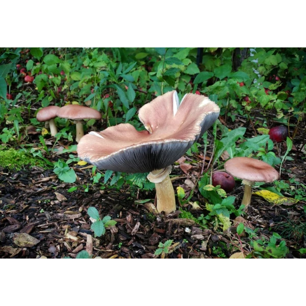 wine cap mushroom stock