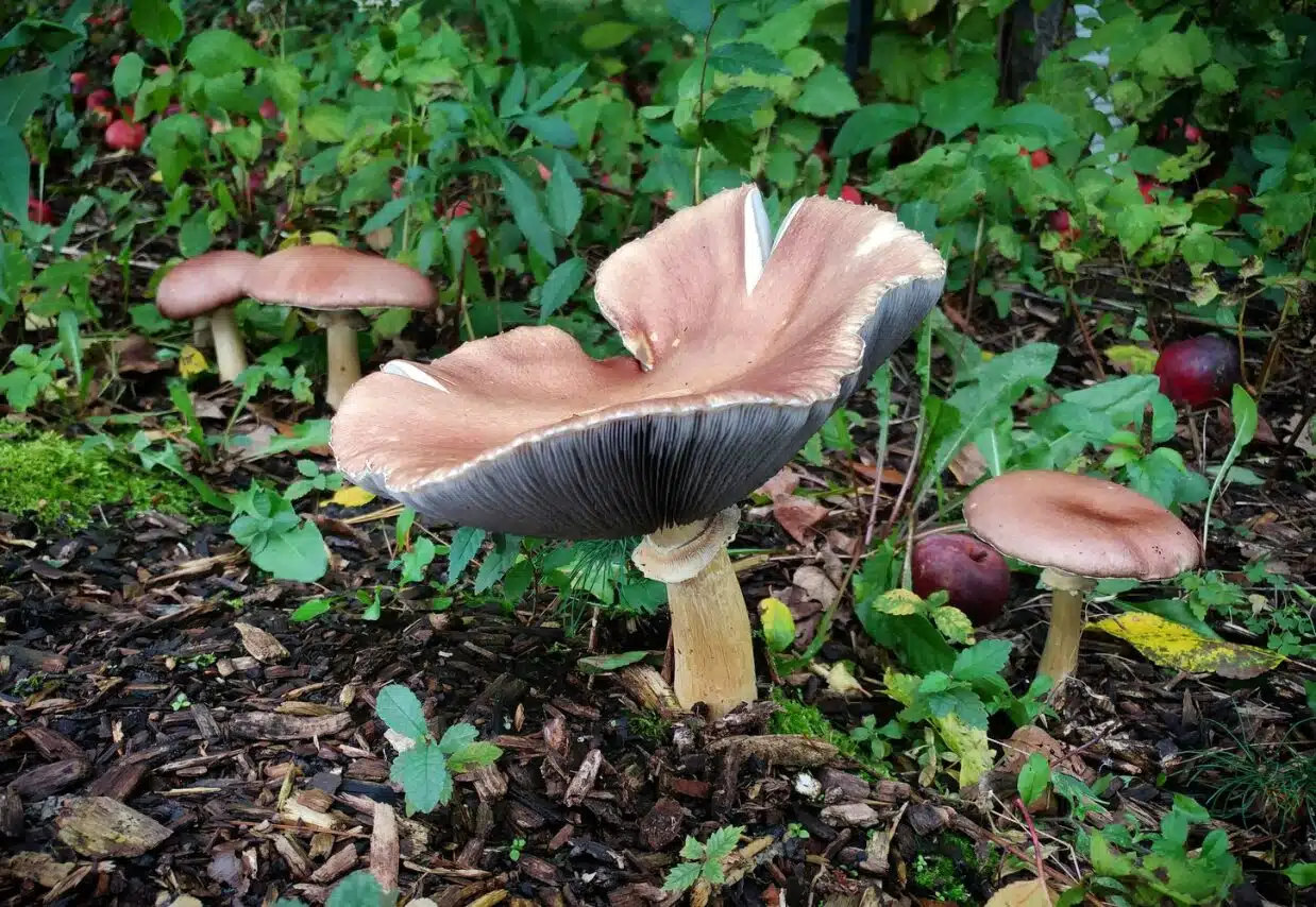 Several brown mushrooms growing in a garden bed among green plants and fallen leaves.