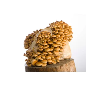 Brown mushrooms growing densely on a block of substrate, placed on a wooden surface with a white background.
