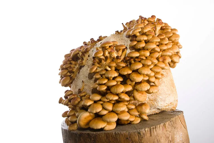 Brown mushrooms growing densely on a block of substrate, placed on a wooden surface with a white background.