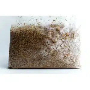 Sawdust spawn for logs or outdoor patch close up image