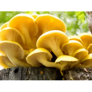 Bright yellow oyster mushrooms growing on a tree stump with a blurred green background.