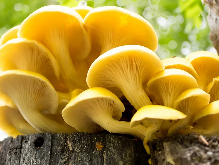 Bright yellow oyster mushrooms growing on a tree stump with a blurred green background.