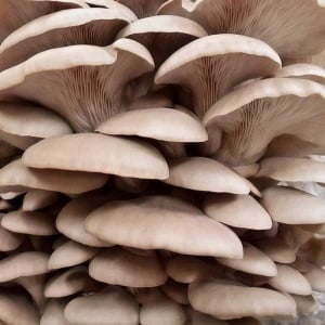 Photo Showing King of Pearl Oyster Mushroom Growing