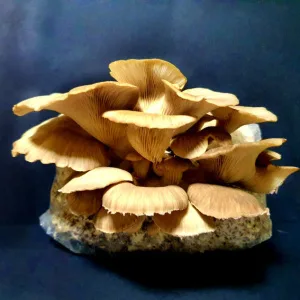 A golden cluster of oyster mushrooms grows from a plastic bag, resembling those produced with the Phoenix Oyster Mushroom Grow Kit, displayed against a dark background.