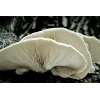 Photo Showing Winter White Oyster Fruiting