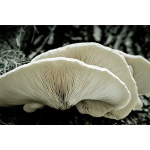 Close-up of pale oyster mushrooms showing their delicate, gilled undersides against a dark background.