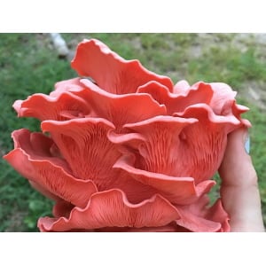 Photo Showing Pink Oyster Mushroom Fruiting