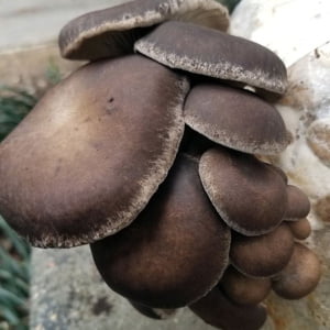 Photo showing Pearl Giant mushroom Fruiting