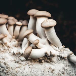 Photo Showing Giant King Oyster Mushroom Fruiting from top