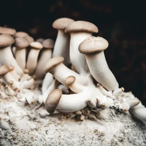 Cluster of king oyster mushrooms with thick white stems and light brown caps growing on a substrate.