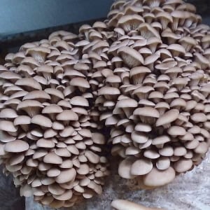 Photo showing Princess pearl Oyster mushroom growing.