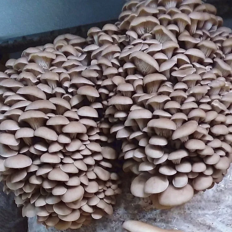 Clusters of oyster mushrooms growing closely together with overlapping caps in shades of light brown.