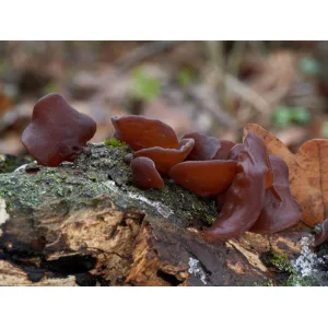 Brown jelly ear mushrooms growing on a mossy, decaying log in a forest setting.