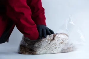 Mycelium Mold growth form- Breaking the bag