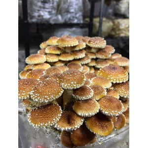 Photo Showing Chestnut Mushroom Fruiting